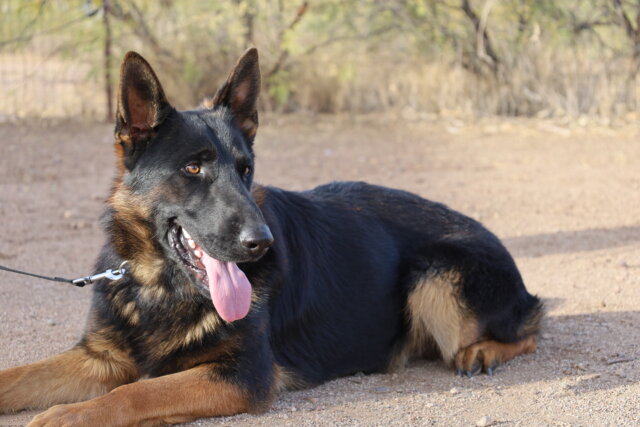 A german shepherd laying on the ground with its tongue hanging out.