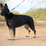 Young German Shepherd female bicolor strictly working lines from Germany for sale in Arizona