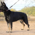 A black and brown dog on a leash in the dirt.