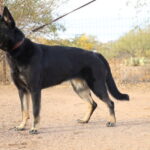 A black and brown dog on leash in dirt area.