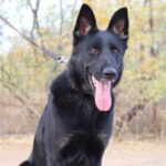 German Shepherd female straight back for sale bicolor