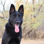 A black dog with pink tongue hanging out of its mouth.