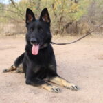 A black dog sitting on the ground with its tongue hanging out.