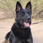 A black dog with long ears and a leash.
