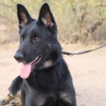 A black dog with long leash sitting on ground.
