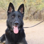 A black dog with pink tongue laying on the ground.