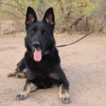 A black and brown dog sitting on the ground