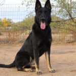 A black dog sitting on top of a dirt field.