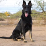 A black dog sitting on top of a dirt field.