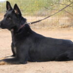 A black dog laying on the ground with its head down.