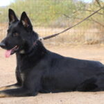 A black dog laying on the ground with its tongue hanging out.