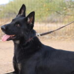 A black dog with its tongue hanging out