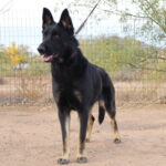 German Shepherd female straight back for sale bicolor