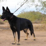 A black dog standing on top of a dirt field.