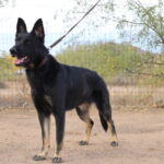 A black dog standing in the dirt near a fence.