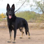 A black dog standing in the dirt near trees.