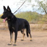 A black german shepherd standing on top of a dirt field.