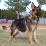 A german shepherd standing in the grass.