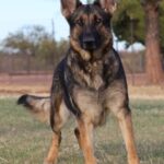 A german shepherd standing in the grass.