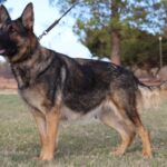 A german shepherd standing on top of grass.