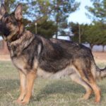 A german shepherd standing in the grass.