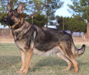 A german shepherd standing in the grass.