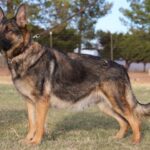 A german shepherd standing in the grass.