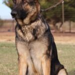 A german shepherd sitting in the grass.