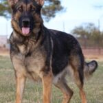 A german shepherd standing in the grass.