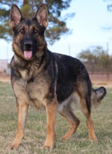 A german shepherd standing in the grass.