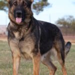 A german shepherd standing in the grass.