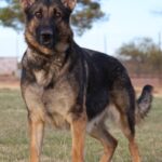 A german shepherd standing in the grass.