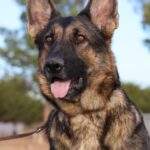 A german shepherd dog with its tongue hanging out.