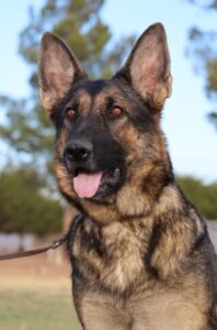 A german shepherd dog with its tongue hanging out.