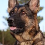 A german shepherd dog with long hair and black fur.