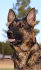 A german shepherd dog with long hair and black fur.