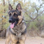 A german shepherd dog with its tongue hanging out.
