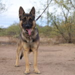 Dark Sable German Shepherd male for sale from German Breeder