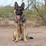 Young Sable German Shepherd Male for sale Phoenix Arizona