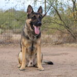 A german shepherd sitting on the ground with its tongue hanging out.