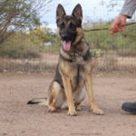 A german shepherd sitting on the ground with its owner.