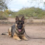 A german shepherd dog sitting on the ground.