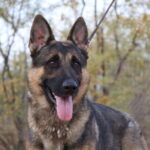 A german shepherd dog with its tongue hanging out.