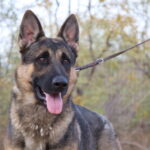 dark sable Greman Shepherd Male available for sale working lines