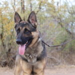 A german shepherd dog with its tongue hanging out.