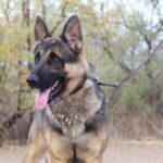 A german shepherd dog with its tongue hanging out.
