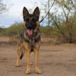 A german shepherd standing on top of a dirt field.