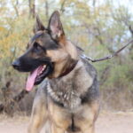A german shepherd dog with its tongue hanging out.