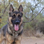 A german shepherd dog with its tongue hanging out.