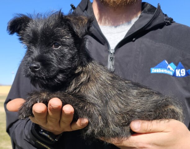Puppy Picture Cairn Terrier